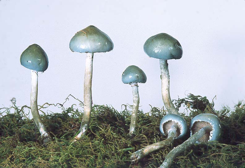 Stropharia pseudocyanea